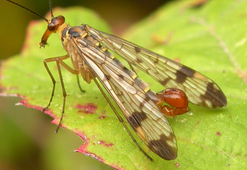 Panorpa cognata